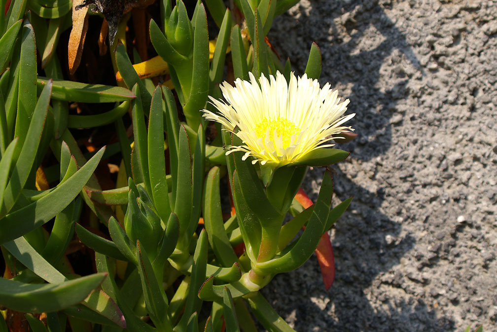 Carpobrotus edulis / Fico degli Ottentotti edule